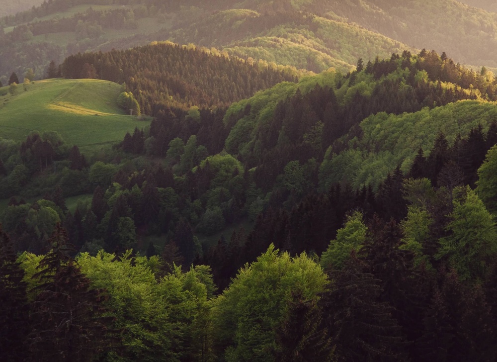 Forested hills