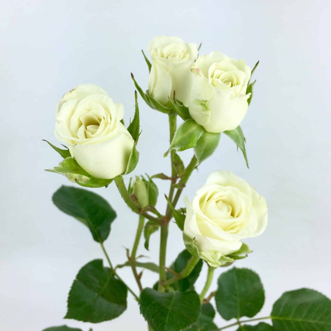 White roses