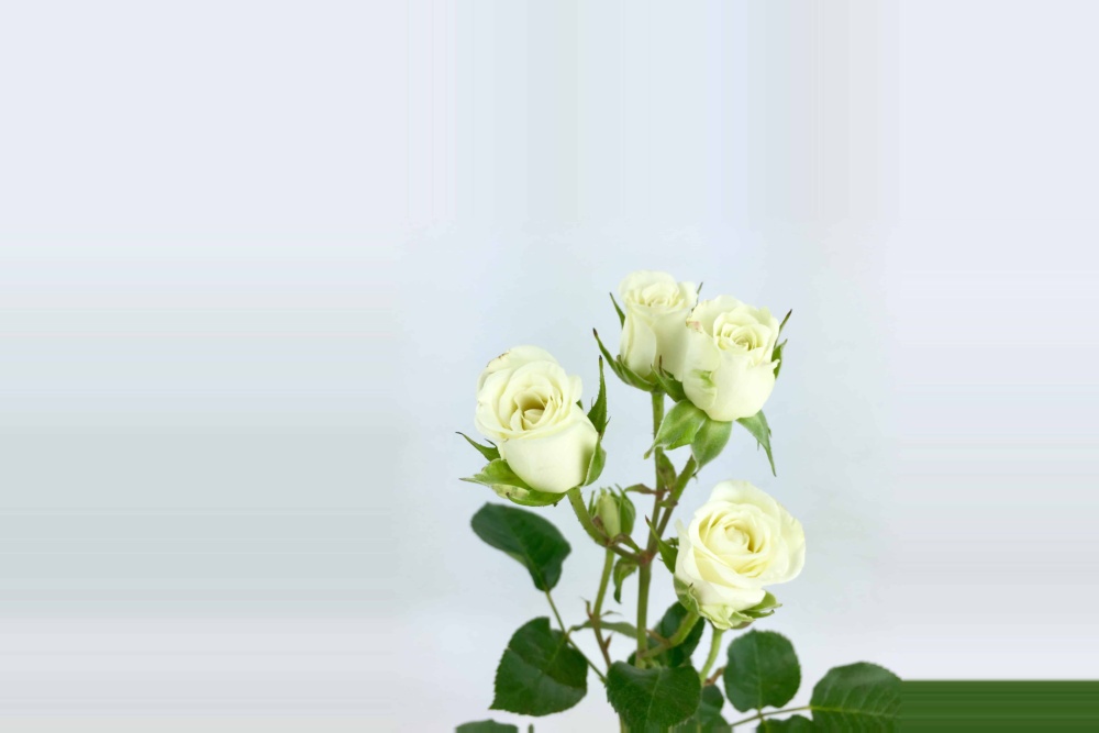 Roses scaled and moved to line up with the hole